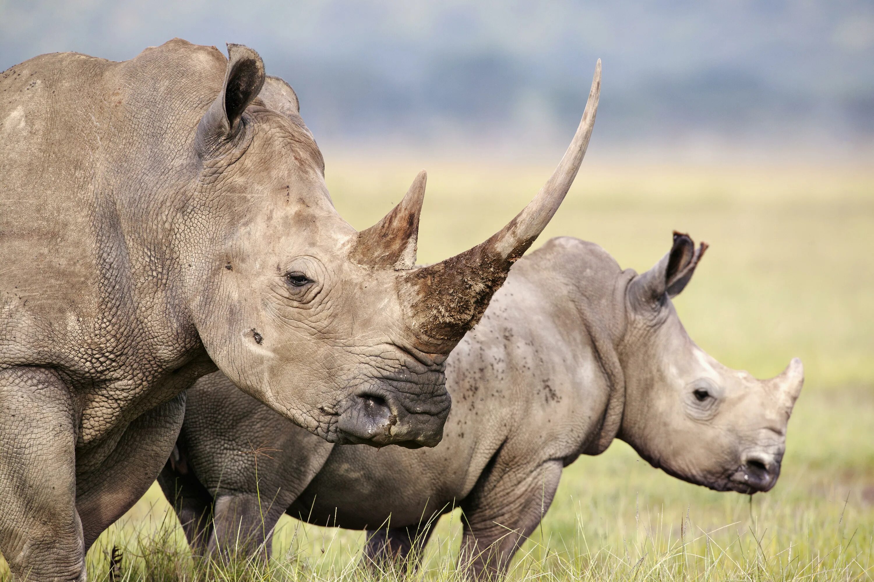 Картинки разных животных Atlanta Zoo Welcomes White Rhino From The San Diego Zoo Wildlife Alliance iHeart