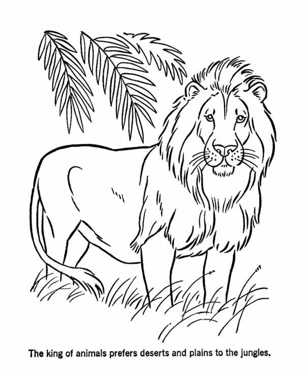 Картинки разукрашки животные Lion The King Of Animals Coloring Page : Color Luna Lion coloring pages, Animal 