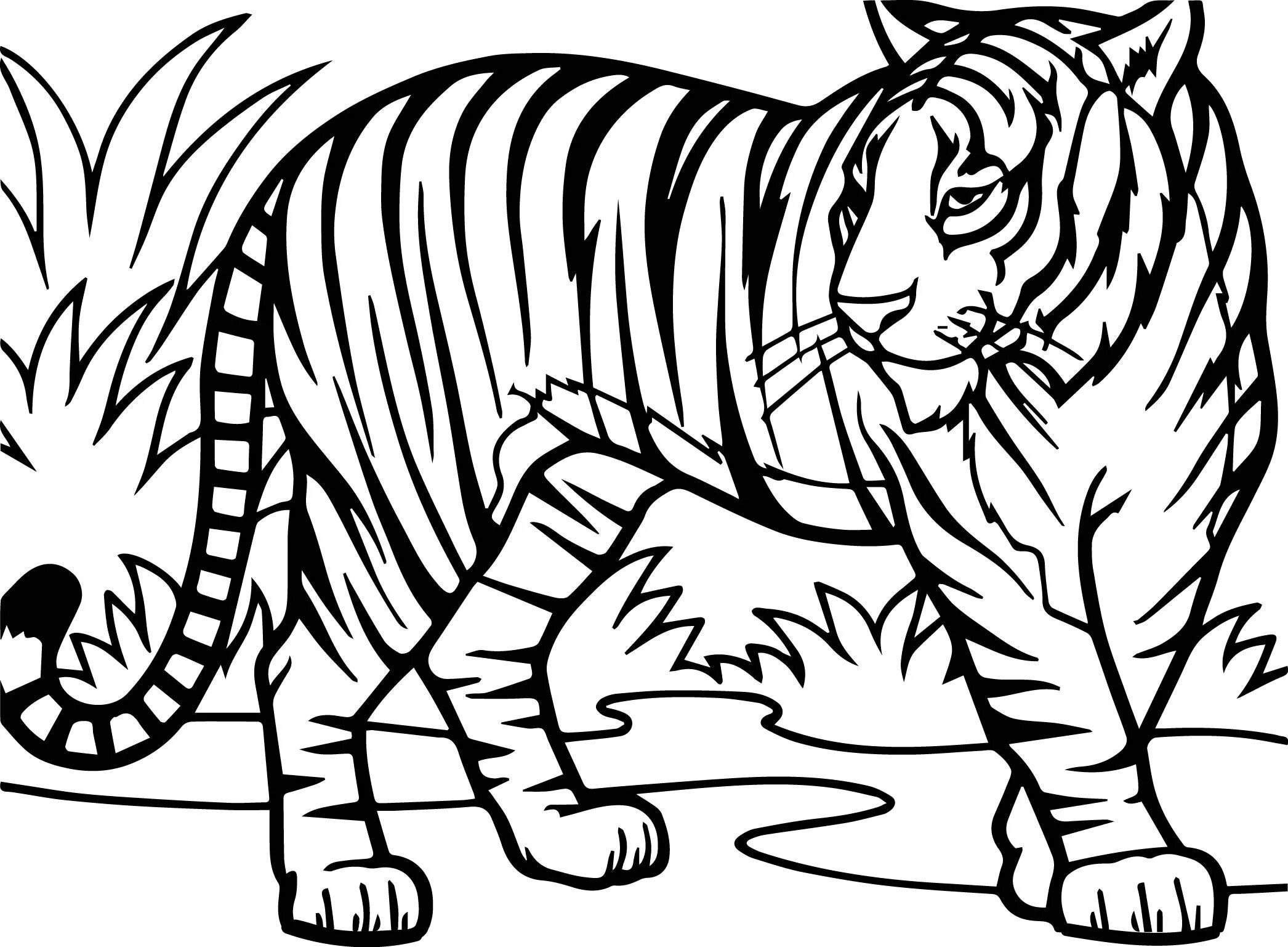 Картинки разукрашки животные Tiger Coloring Pages PDF - Coloringfolder.com Coloring pages, Tiger drawing for 