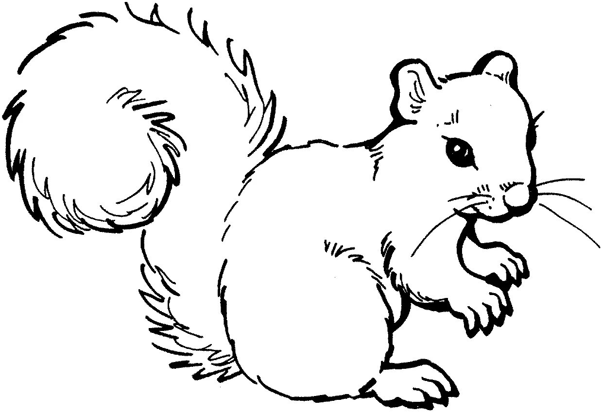 Картинки разукрашки животные A Call to Artists Can You Draw a Squirrel? Squirrel coloring page, Animal colori