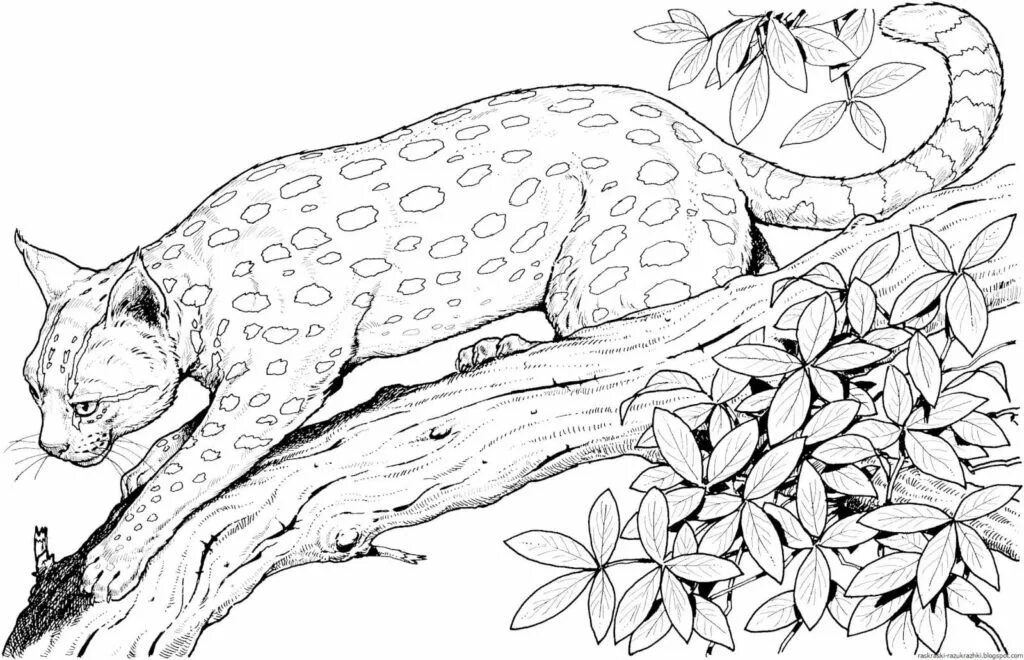 Картинки разукрашки животные Animals Coloring Pages 100 Printable Coloring Pages for Kids Cat coloring page, 