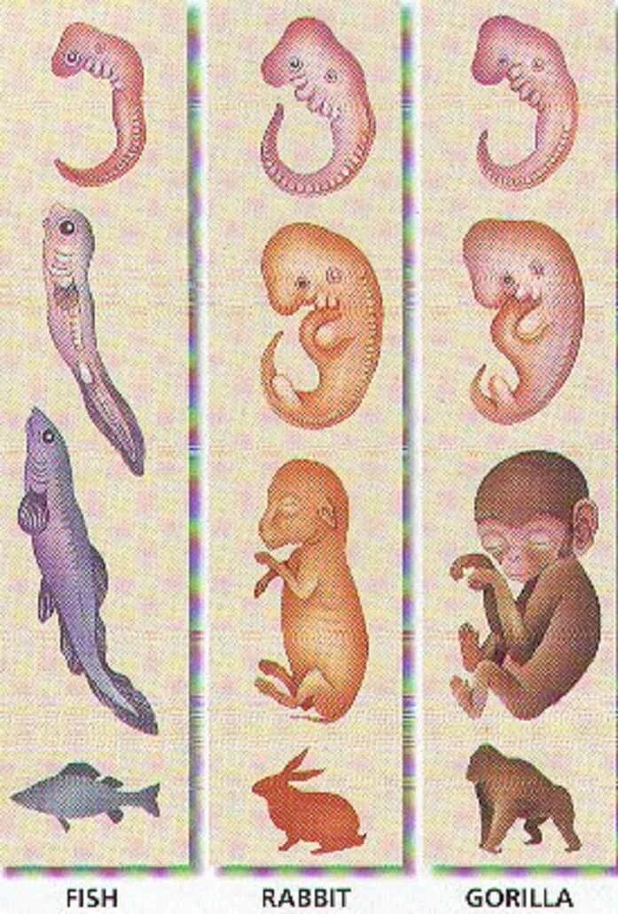 Картинки развитие животных embryo development Teaching resources, Fun facts, Teaching