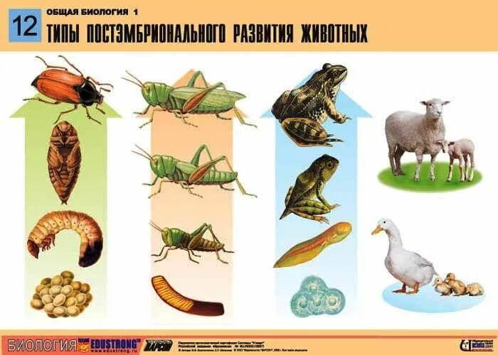 Картинки развитие животных Общая биология, 10 кл., табл. 12 Rooster, Animals