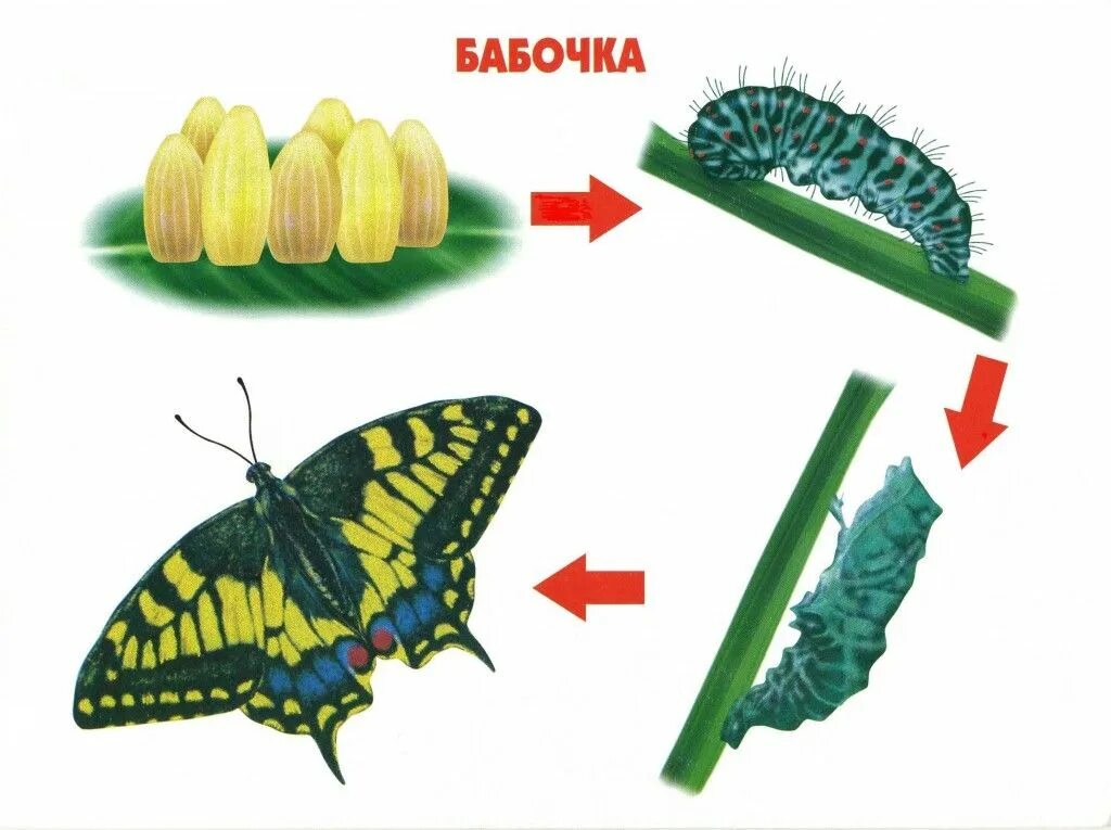 Картинки развитие животных конспект занятий бабочки, жизненный цикл Кактус растения, Растения, Детский сад 