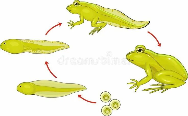 Картинки развитие животных Life cycle of frog. In environment , #AD, #cycle, #Life, #environment, #frog #ad