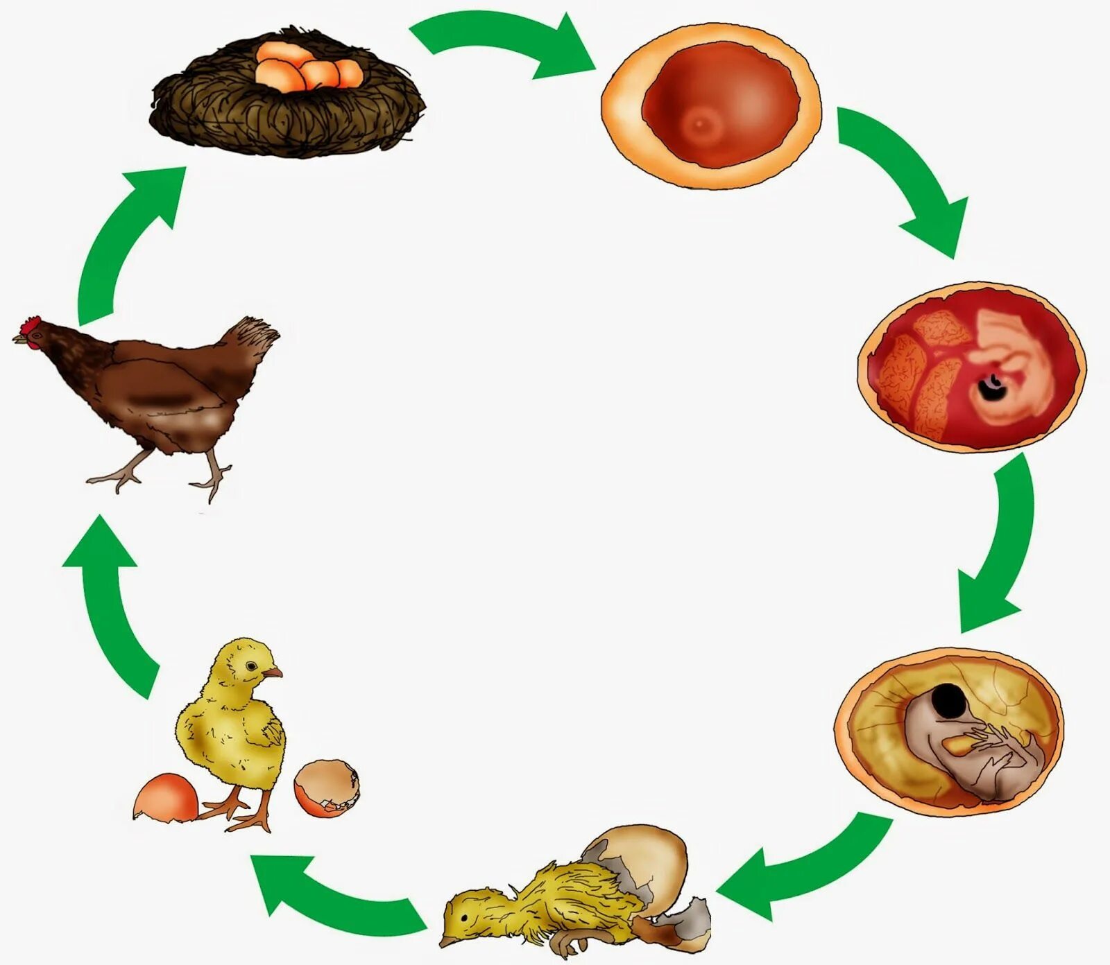 Картинки развитие животных krabbelwiese: Huhn und Ei Unterrichtsmaterial, Grundschule, Frühling im kinderga