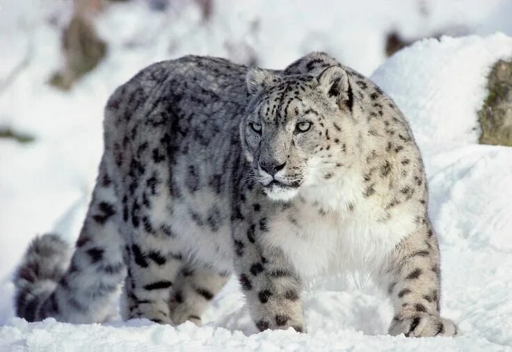 Картинки редких видов животных Pin by Karen Barlow on Animals Snow leopard, Large cats, Leopards