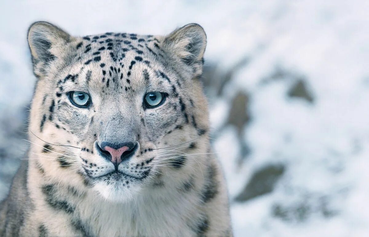 Картинки редких видов животных Stunning new photos show the faces of animals on the verge of extinction Endange