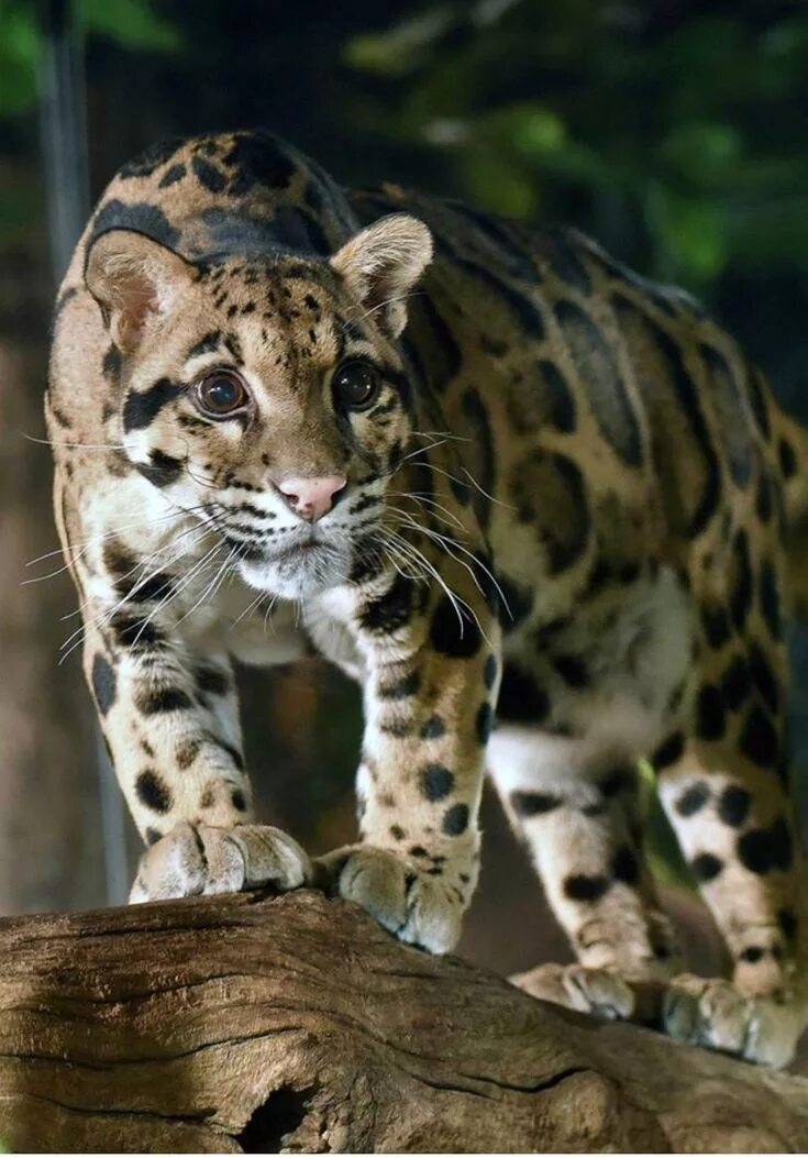 Картинки редких видов животных Clouded leopard Дымчатый леопард, Большие кошки, Редкие животные