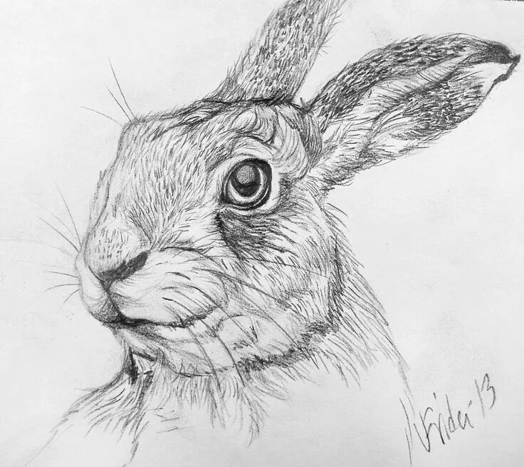 Картинки рисунков животных карандашом desert cottontail drawing - Google Search Animal illustration, Animal drawings, 