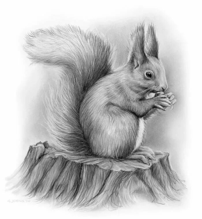 Картинки рисунков животных карандашом Рисунки животных Pencil drawings of animals, Realistic animal drawings, Nature a