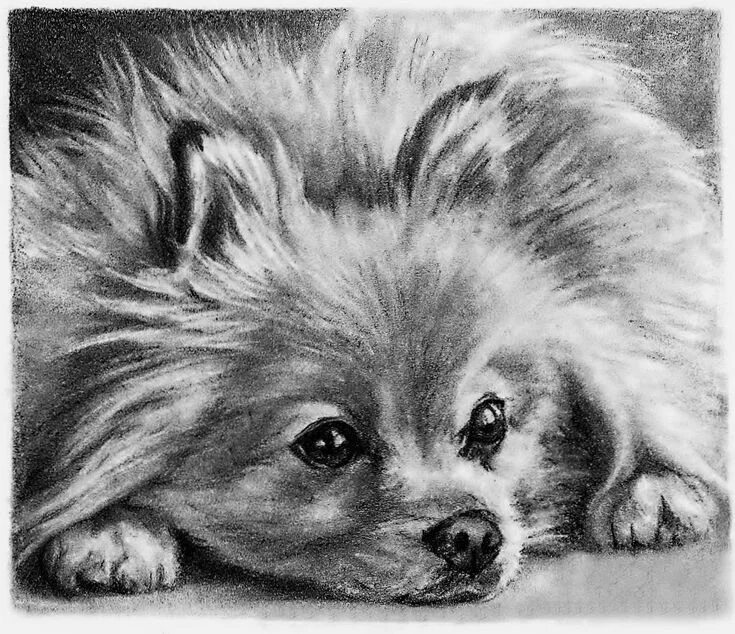 Картинки рисунков животных карандашом Pin on Pomeranians, wow! Pet portraits, Dog drawing, Animal portraits drawing