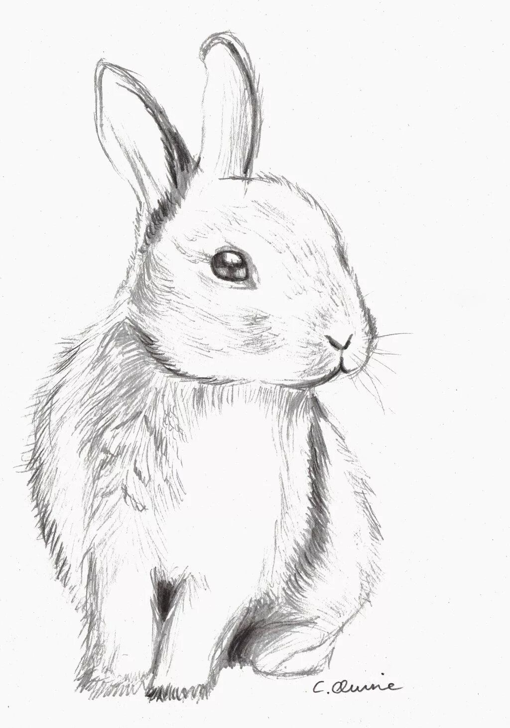 Картинки рисунков животных карандашом bunny drawing - Google Search Dibujos bonitos, Dibujo de animales, Dibujos de an