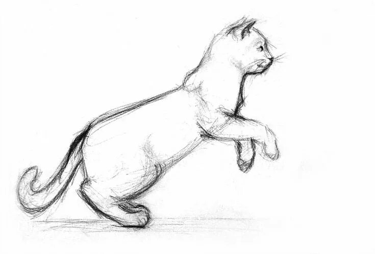 Картинки рисунков животных карандашом jump cat drawing sketch in 2024