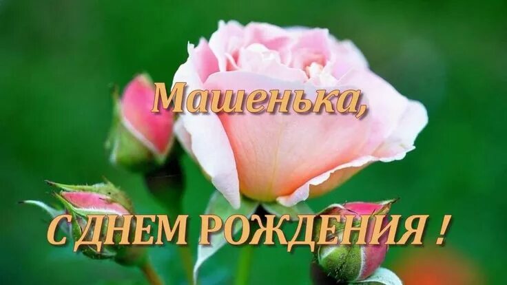 Картинки с днем рождения машенька прикольные Машенька с днём рождения С днем рождения, Рождение, Бумажные пионы