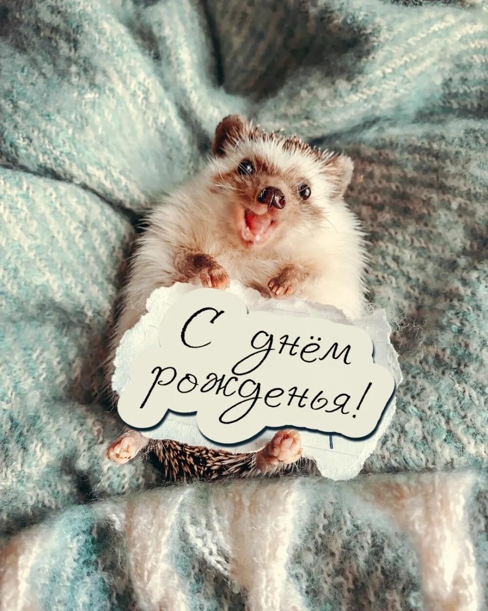 Картинки с днем рождения прикольные позитивные Картинки с надписью - Смешной ежик поздравляет с днем рождения.