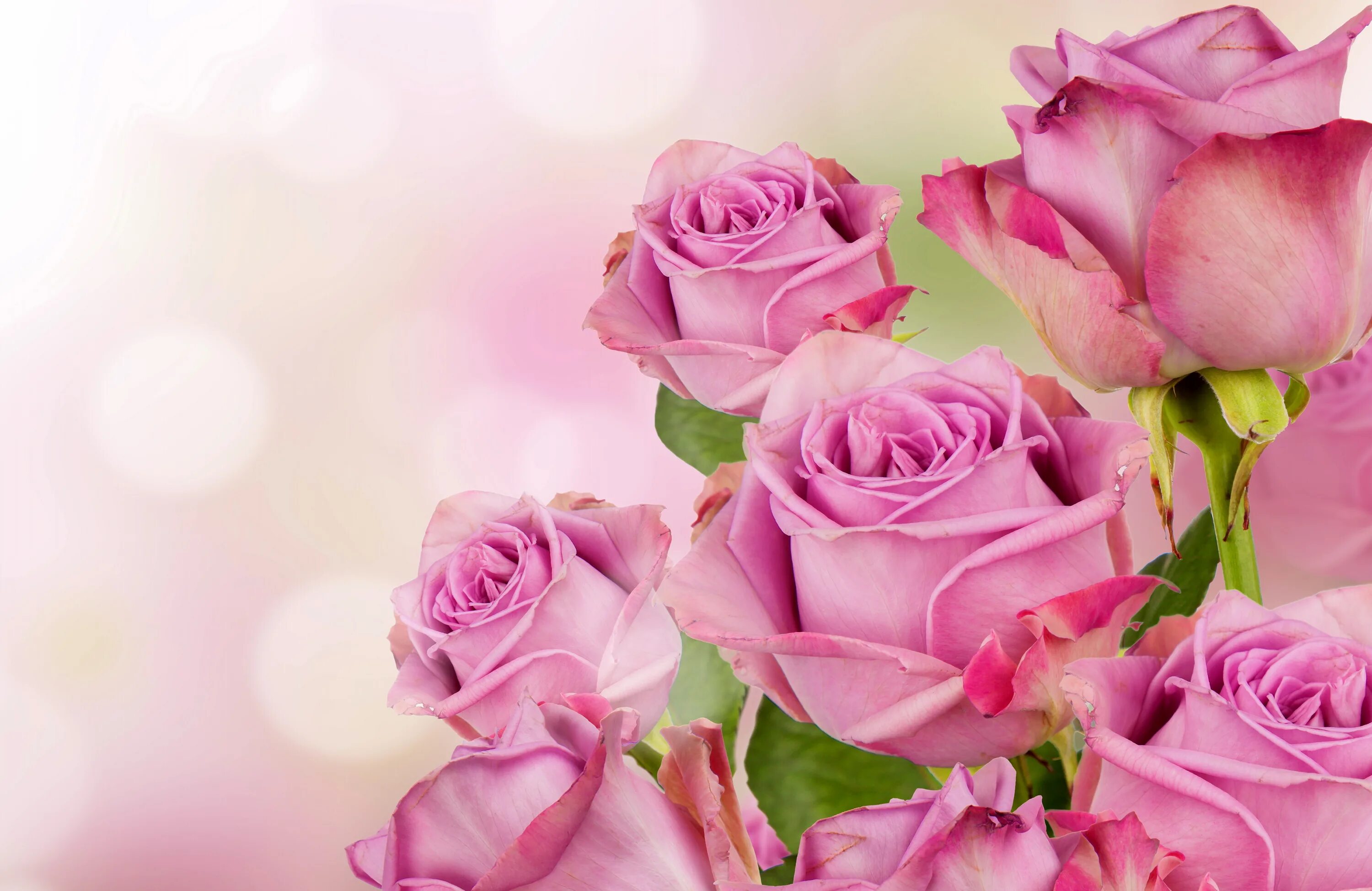 Картинки с днем рождения женщине дочке Bouquet of pink roses on a blurred background Desktop wallpapers 1024x1024