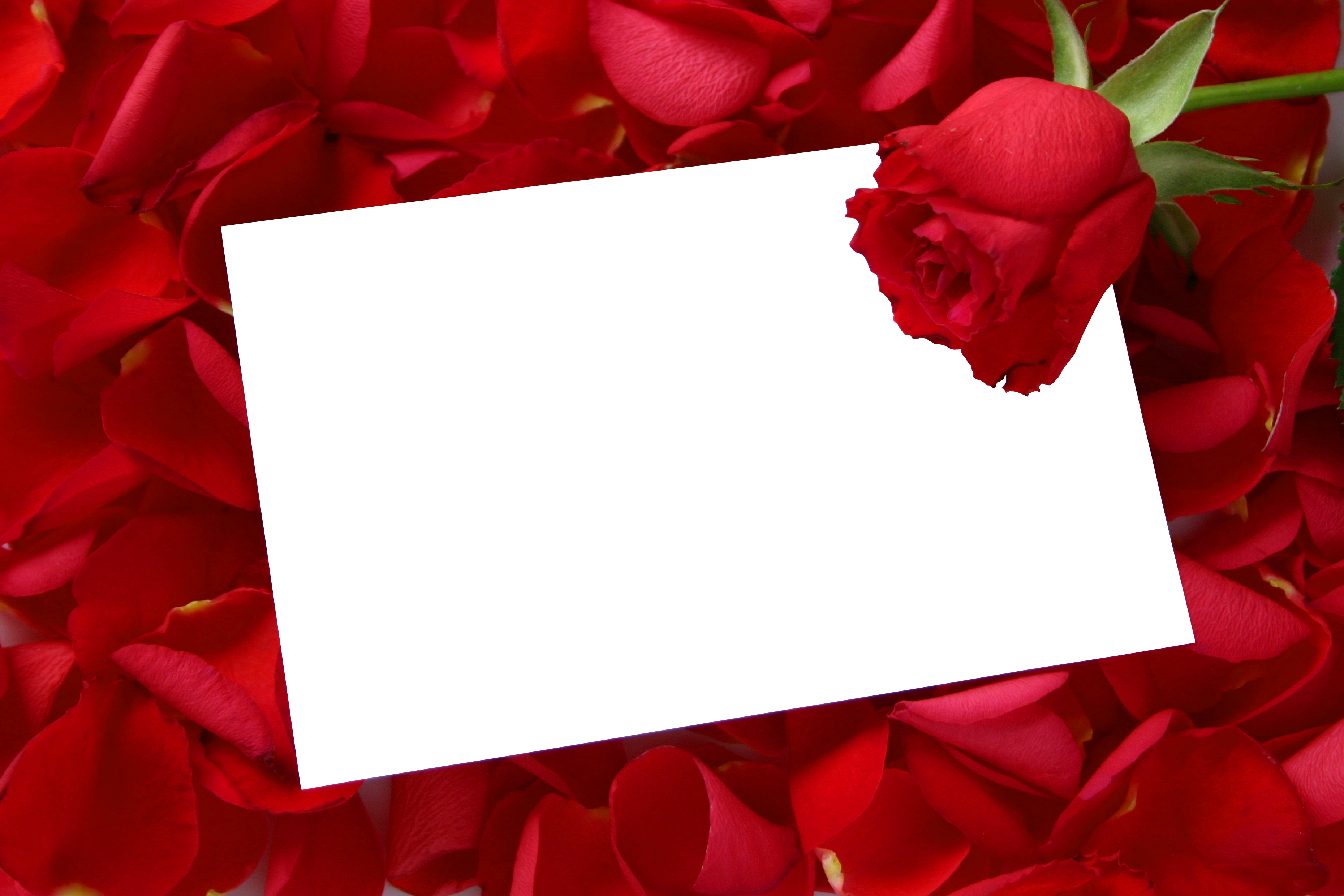 Картинки с днем рождения женщине красивые алена Large Transparent Horizontal Frame with Red Roses Gallery Yopriceville - High-Qu