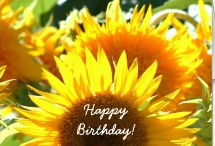 Картинки с днем рождения женщине подсолнухи Happy Birthday Sunflower Image