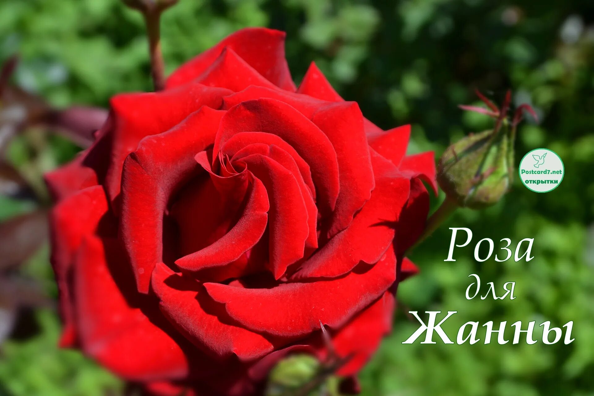 Картинки с днем рождения женщине жанне Роза для Жанны - Открытки к празднику