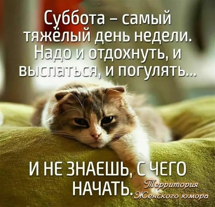 Картинки с днем субботы прикольные Pin by Зинаида Бабенко on Доброе утро Pretty cats, Good morning, Humor