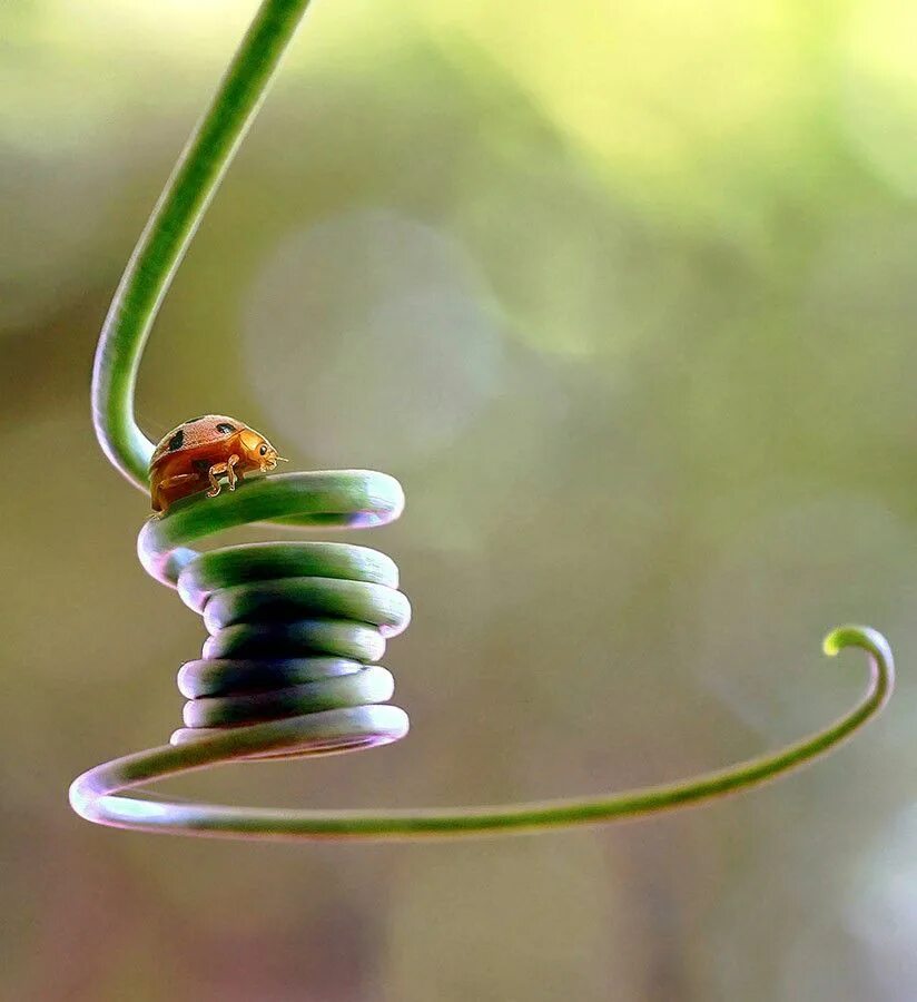 Картинки с добрым философские позитивные Long journey by Fabianus Hendrawan / 500px Ladybug, Amazing nature, Lady beetle