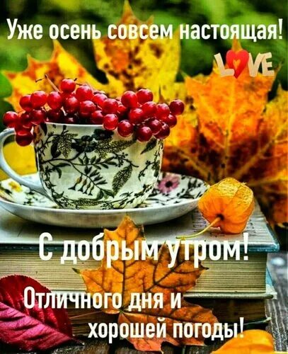 Картинки с добрым осенним утром позитивные новинки Открытка Уже осень совсем настоящая! С добрым утром! Отличного дня и хорошей пог