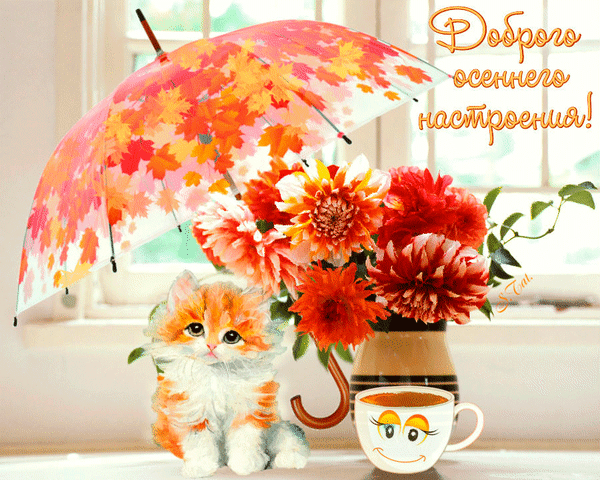 Картинки с добрым утром осенние позитивные женщине Фото@Mail.Ru: : Доброе утро и Добрый вечер!