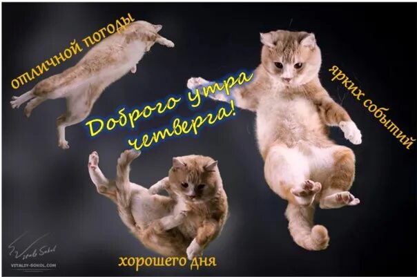 Картинки с добрым утром позитивные четверга прикольные 14.07.2022. https://i1.wp.com/hurrytolove.ru/wp-content/uploads/2019/02/кошачьи-
