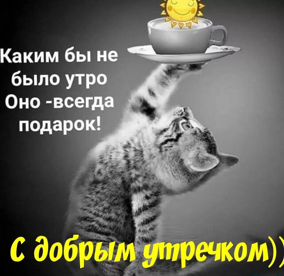 Картинки с добрым утром позитивные веселые философские Пин от пользователя Людмила Степанова на доске Доброе утро в 2020 г Доброе утро,