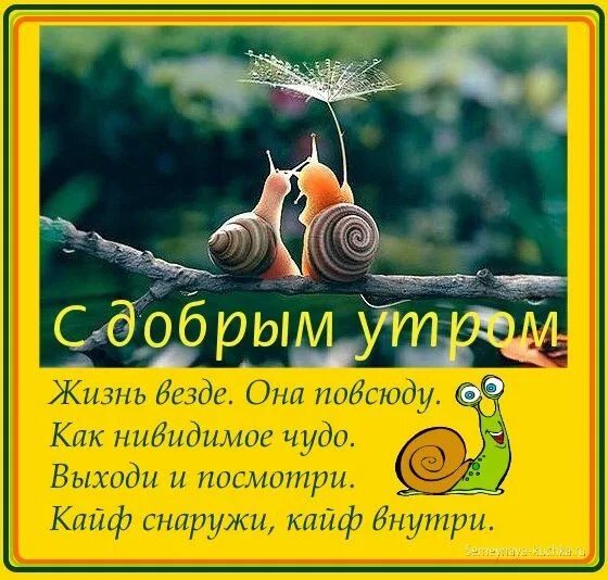 Картинки с добрым утром позитивные веселые философские Доброе утро должно выглядеть так - смешные картинки Праздничные открытки, Картин