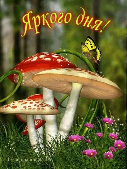 Картинки с добрым утром с грибами Pin by Наталия Вовченко on Доброе утро Mushroom pictures, Mushroom wallpaper, Be