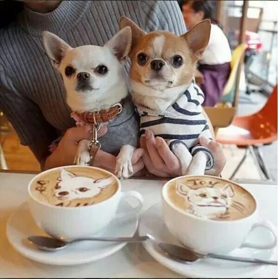 Картинки с добрым утром с собачками прикольные In The Style on Twitter Cute chihuahua, Chihuahua puppies, Baby chihuahua