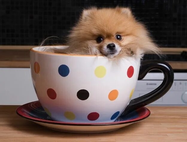 Картинки с добрым утром с собачками прикольные 23 Miniature Pups In Cups Cute baby animals, Baby animals, Cute puppies