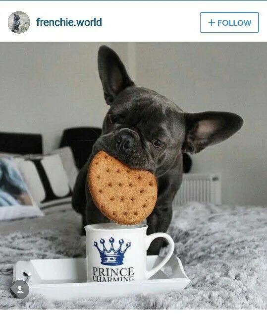 Картинки с добрым утром с собачками прикольные "I'ma dunk this cookie if its the LAST thing I DO!", Prince Charming! ☺ the pers