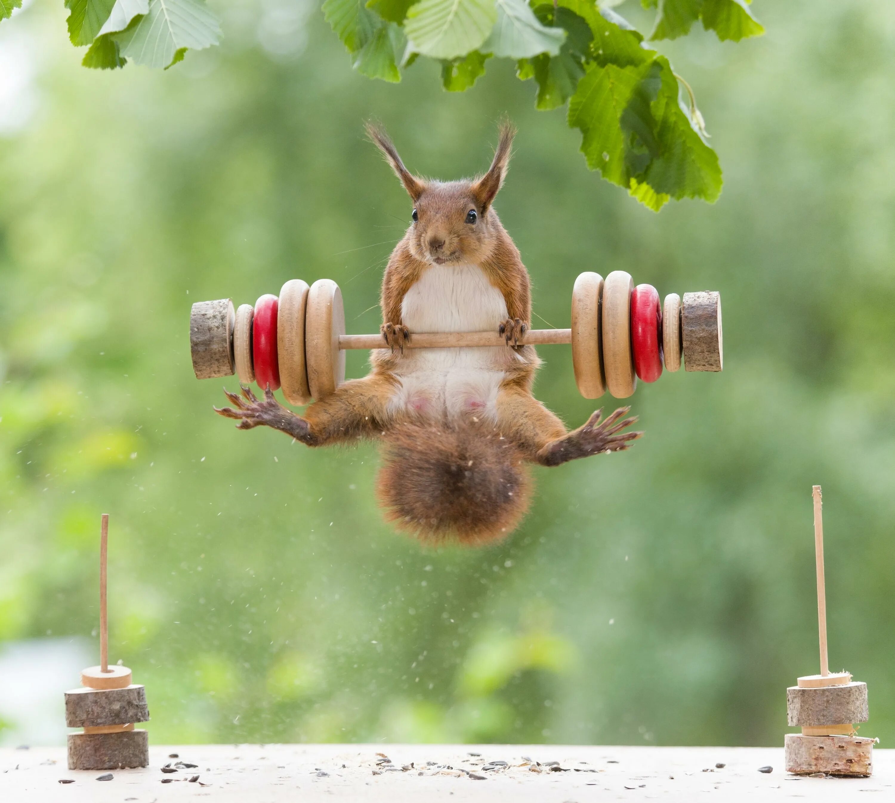 Картинки с добрым утром спортивные прикольные Red squirrels lift miniature weights as they muscle in on the fitness craze The 