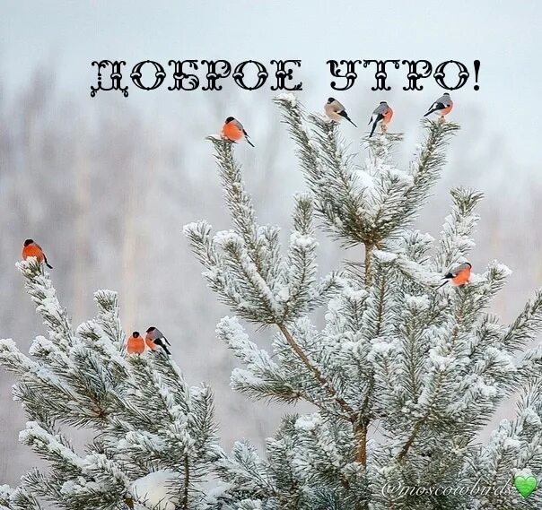 Картинки с добрым утром зимние Доброго утра, друзья! Хорошего Вам дня! 2023 Экспресс фото Шексна ВКонтакте