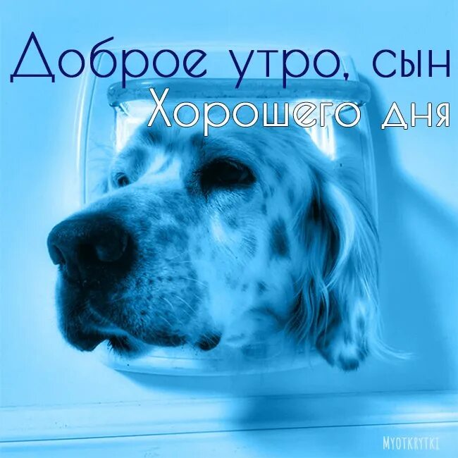 Картинки с добрыми пожеланиями сыну ПРИКОЛЬНЫЕ картинки с днем сыновей сыну, маме 22 ноября смешные, веселые, с юмор