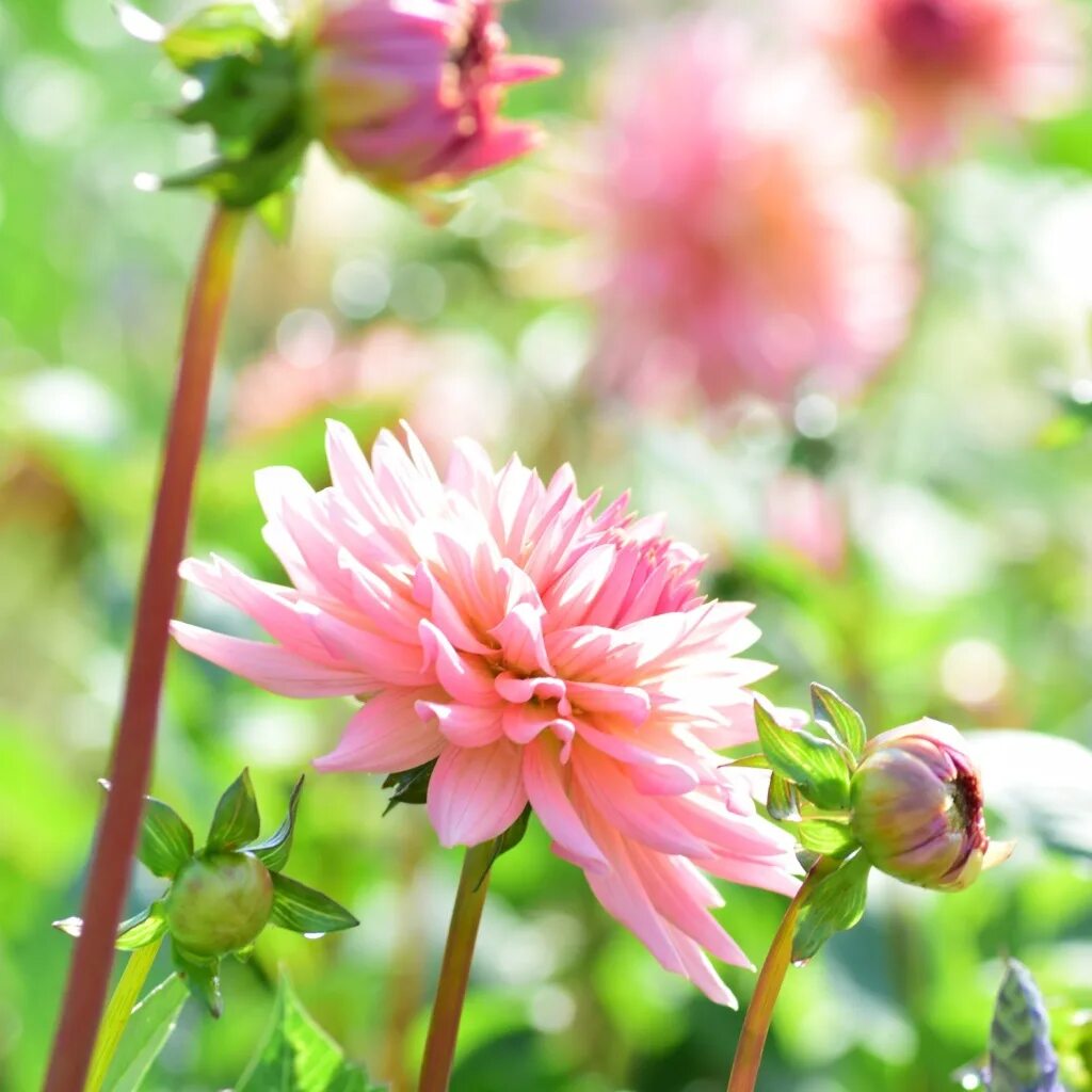 Картинки с георгинами красивые с добрым утром Lush pink dahlia in the garden Desktop wallpapers 1024x1024