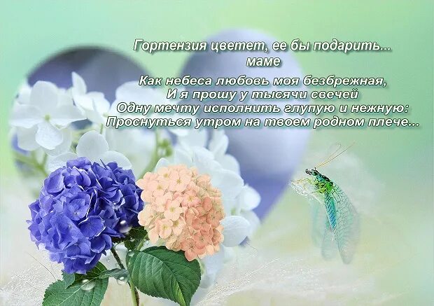 Картинки с гортензиями с добрым пожеланиями Открытка С Днем Рождения С Гортензией - 56 фото