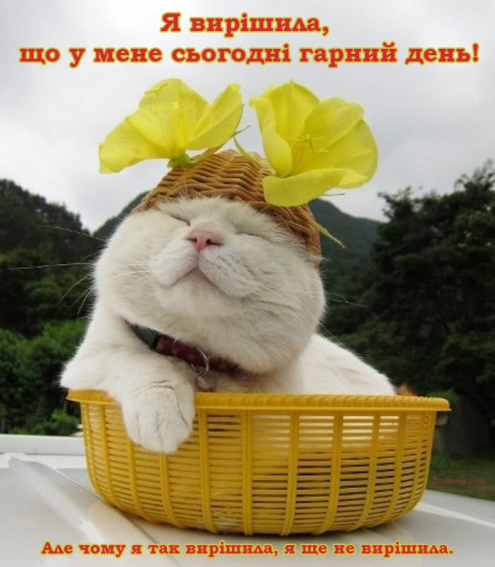 Картинки с хорошим днем прикольные позитивные Картинки Гарного дня! Cat art, Animals and pets, Animals