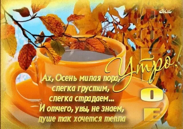 Картинки с хорошим осенним утром днем новые С добрым утром! 2023 Группа 5 МБДОУ д/с 75 ВКонтакте