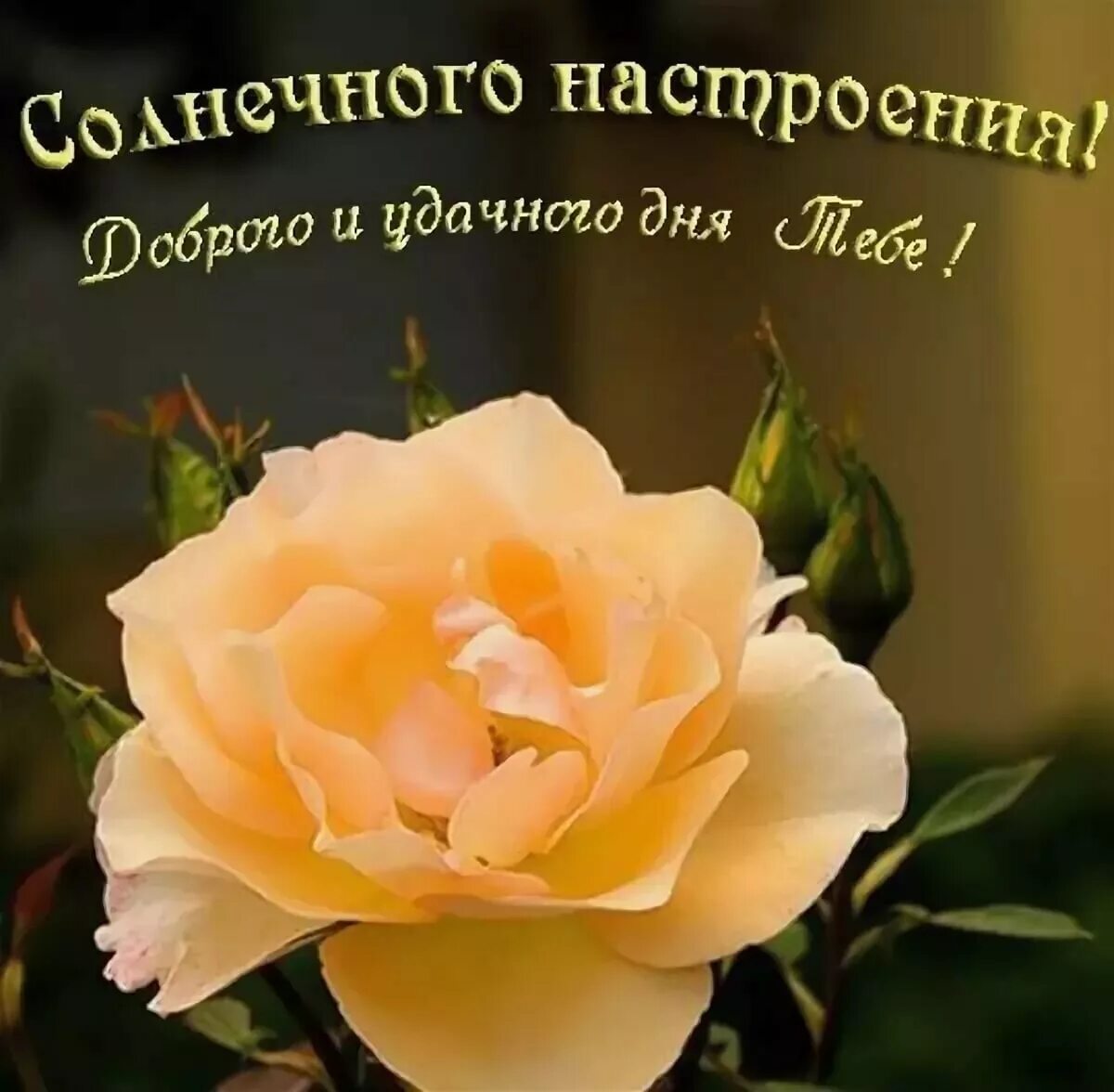 Картинки с пожеланиями хорошего дня недели Солнечного настроения! Хорошего дня!