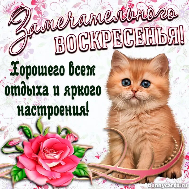 Картинки с воскресным днем прикольные смешные Открытка с котенком желающим замечательного воскресенья