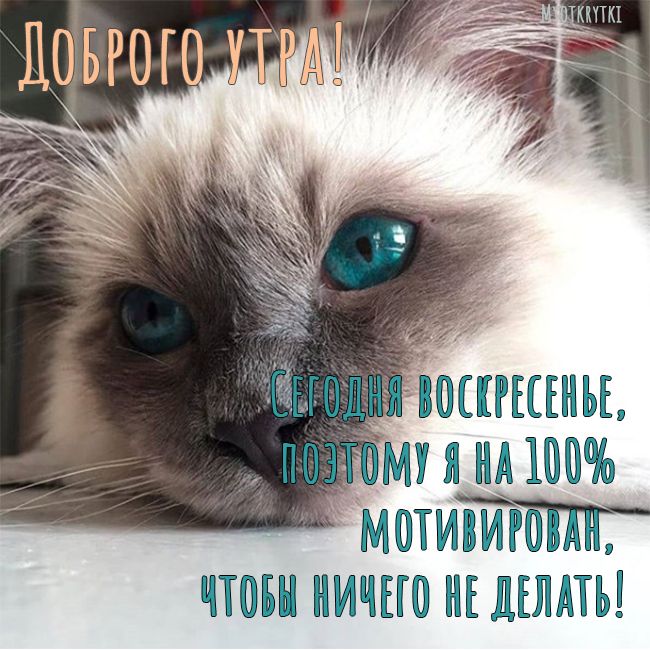 Картинки с воскресным днем прикольные смешные Доброе утро воскресенье картинки прикольные смешные Доброе утро, Иллюстрации кош