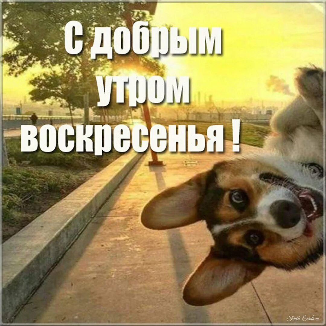 Картинки с воскресным днем прикольные смешные royalty jewelry