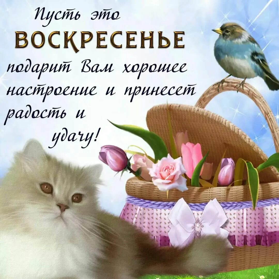 Картинки с воскресным днем прикольные смешные Pin on Дни недели -новое. Thanks card