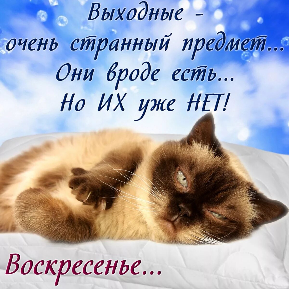 Картинки с воскресным днем прикольные смешные Сегодня воскресенье! Улыбнитесь!