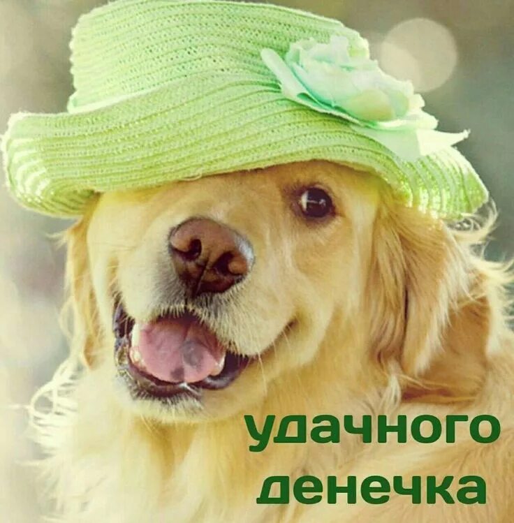 Картинки с животными с добрыми пожеланиями Pin on Доброго дня Baby dogs, Cute animals, Cute dogs