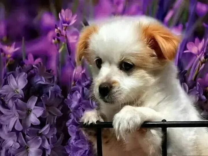Картинки с животными с добрыми пожеланиями Pin by Diana Messina on My Pet Dream Board Cute dogs, Lilac dogs, Cute puppies